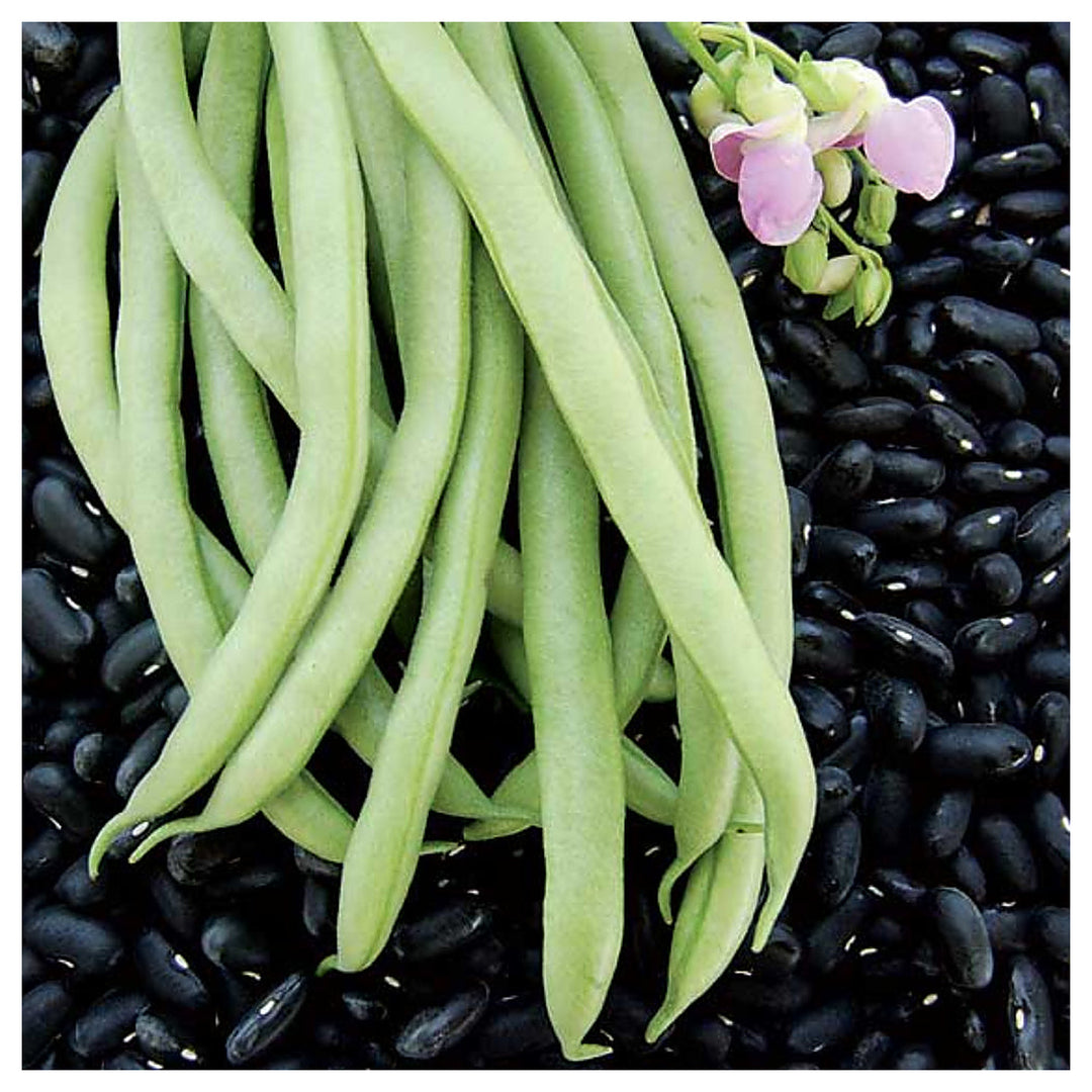 Black Bean Valentine Heirloom Non Gmo Beans Non Gmo Flower Seeds Home Garden Planting, Exotic | Neera Seeds product photo [neera-v4-ae3d19f4a6d83c4cc5d0]