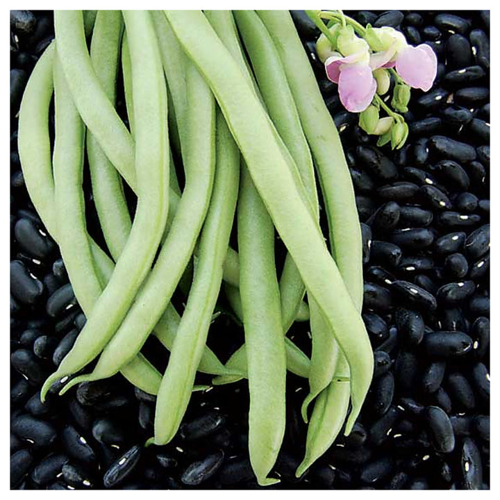 Black Bean Valentine Heirloom Non Gmo Beans Non Gmo Flower Seeds Home Garden Planting, Exotic | Neera Seeds product photo [neera-v4-ae3d19f4a6d83c4cc5d0]