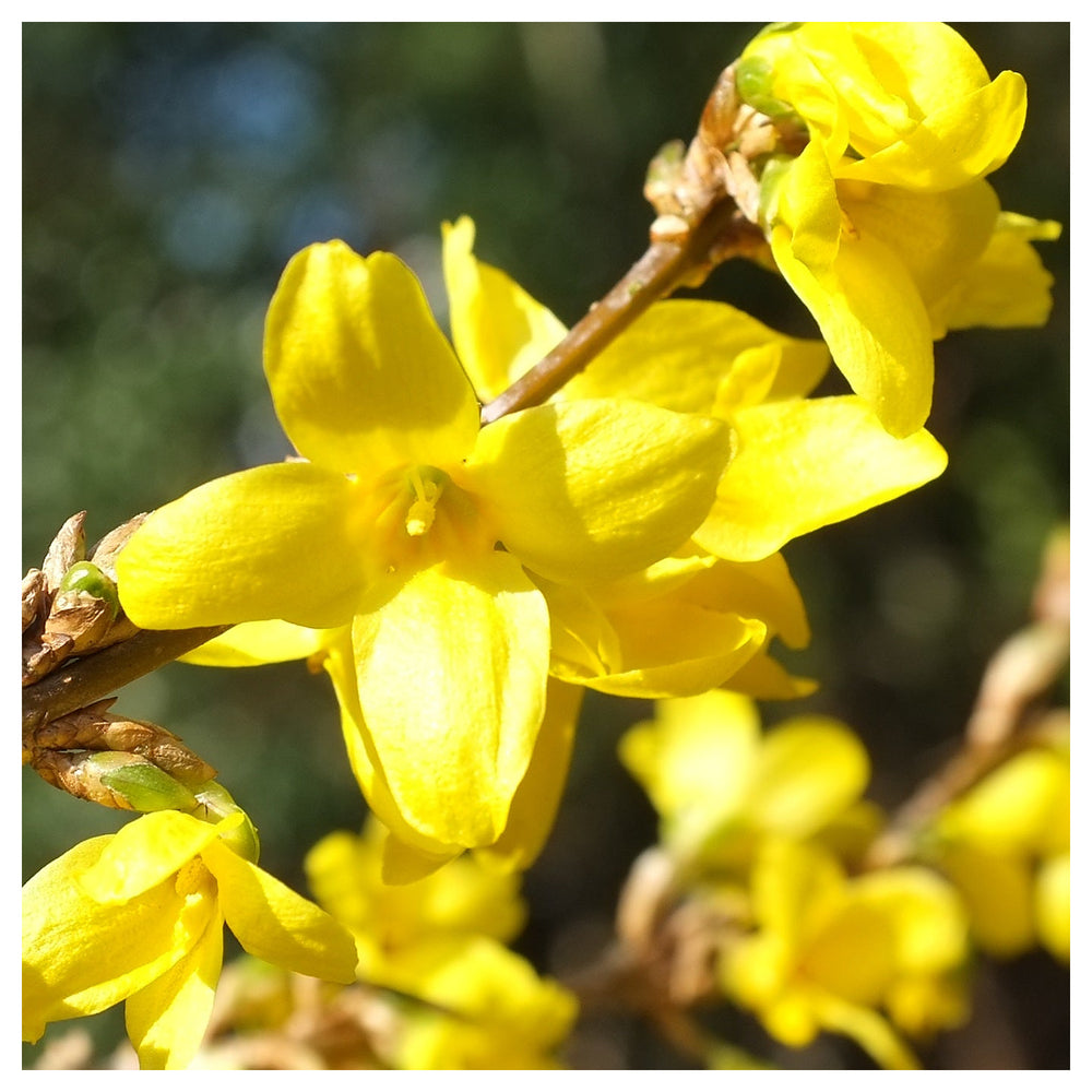 Trifoliate Forsythia Flower Seeds – Heirloom, Non-GMO, High Germination Organic Garden Seeds for Planting | Neera Seeds product photo [neera-v4-ae3d1c6986552a2639f1]