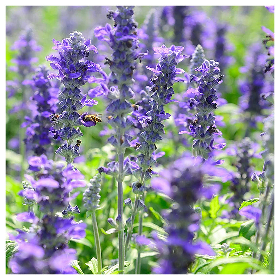 Violet Salvia Meadow Sage Flower Seeds for Planting | Heirloom Non-GMO High Germination Organic Garden Seeds | Neera Seeds product photo [neera-v4-ae45f7f39de4e5d99aae]