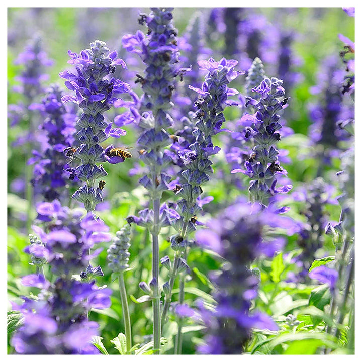 Violet Salvia Meadow Sage Flower Seeds for Planting | Heirloom Non-GMO High Germination Organic Garden Seeds | Neera Seeds product photo [neera-v4-ae45f7f39de4e5d99aae]