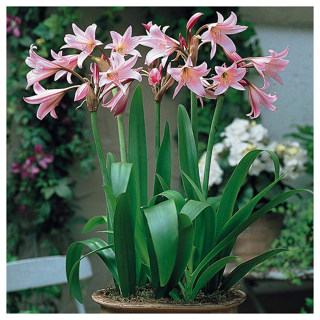 Mixed Crinum Flower Seeds for Planting – Heirloom, Non-GMO, High Germination Organic Garden Seeds | Neera Seeds product photo [neera-v4-ae49f1132e9d2eaa4153]