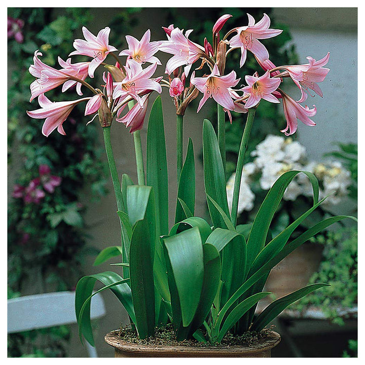 Mixed Crinum Flower Seeds for Planting – Heirloom, Non-GMO, High Germination Organic Garden Seeds | Neera Seeds product photo [neera-v4-ae49f1132e9d2eaa4153]