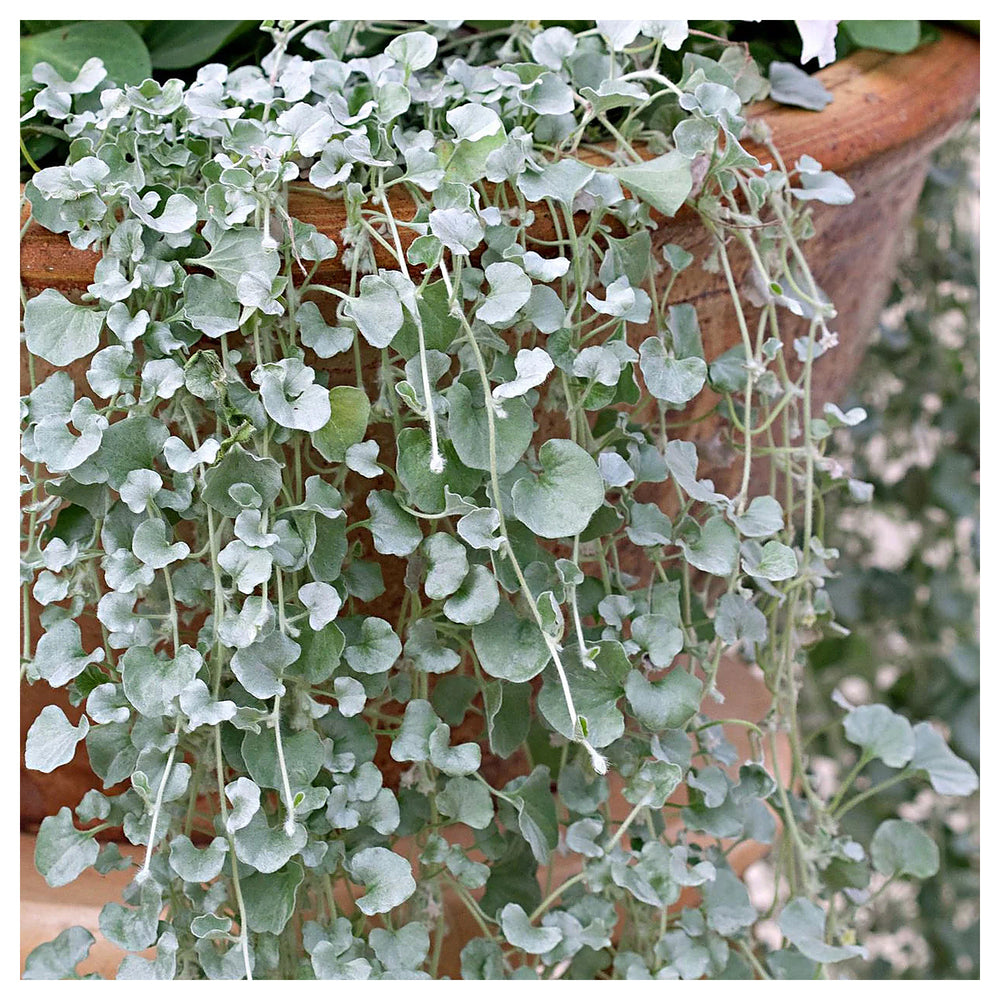 Silver Dichondra Plant Seeds for Planting – NON GMO Heirloom Seeds, High Germination, Organic Garden | Neera Seeds product photo [neera-v4-ae50185b3a8cbe5522d1]