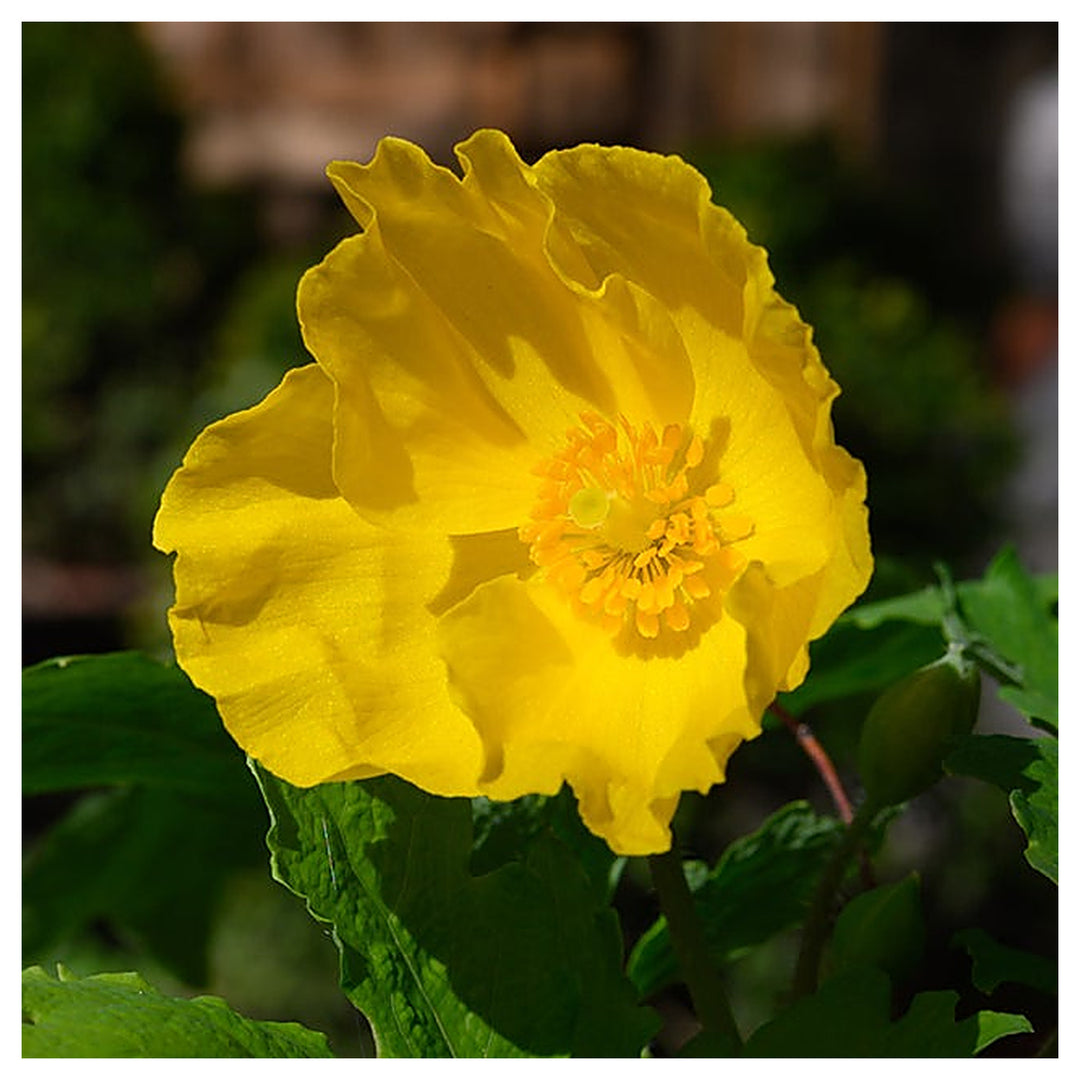 Heirloom Non-GMO Stylophorum Lasiocarpum Flower Seeds – Vibrant Wild Blooms for Garden Planting | Neera Seeds product photo [neera-v4-ae501bf123f19eb3b342]