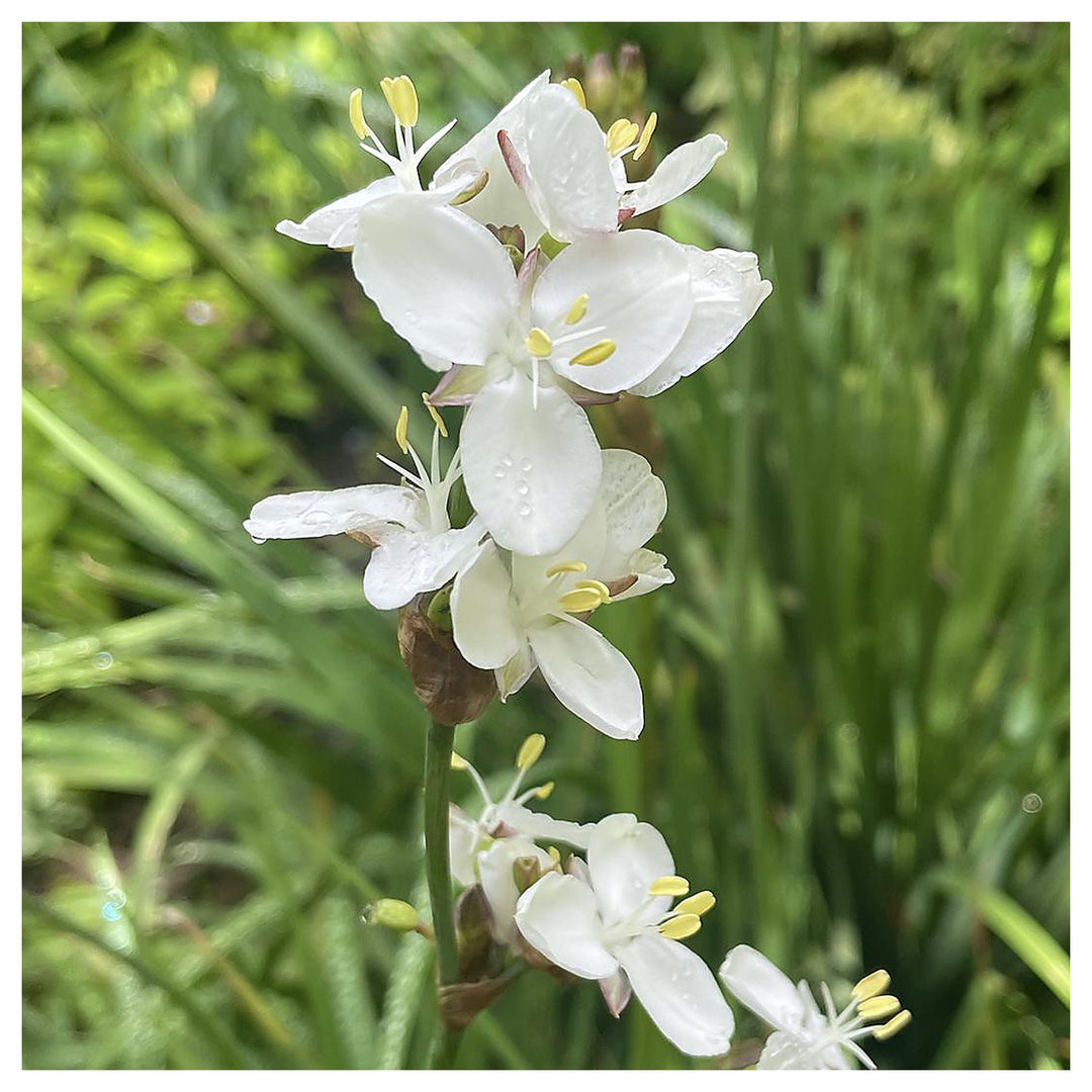 Organic White Libertia Flower Seeds for Planting – Heirloom, Non-GMO | Neera Seeds product photo [neera-v4-ae503f8ed24205649459]