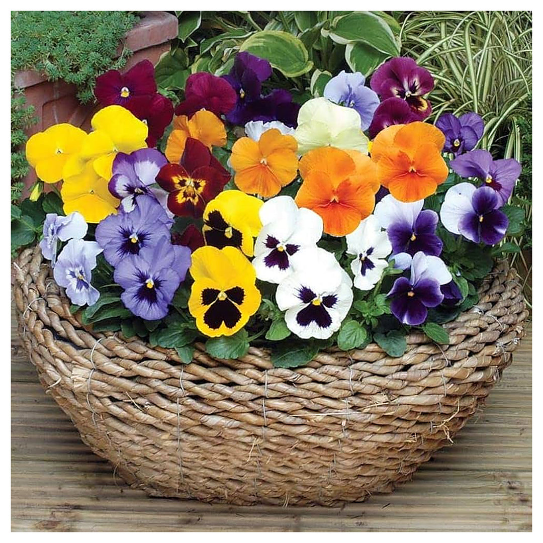 Heirloom Pansy Flower Seeds for Planting, Non-GMO | Neera Seeds product photo [neera-v4-ae52fa03348bbf43da0e]