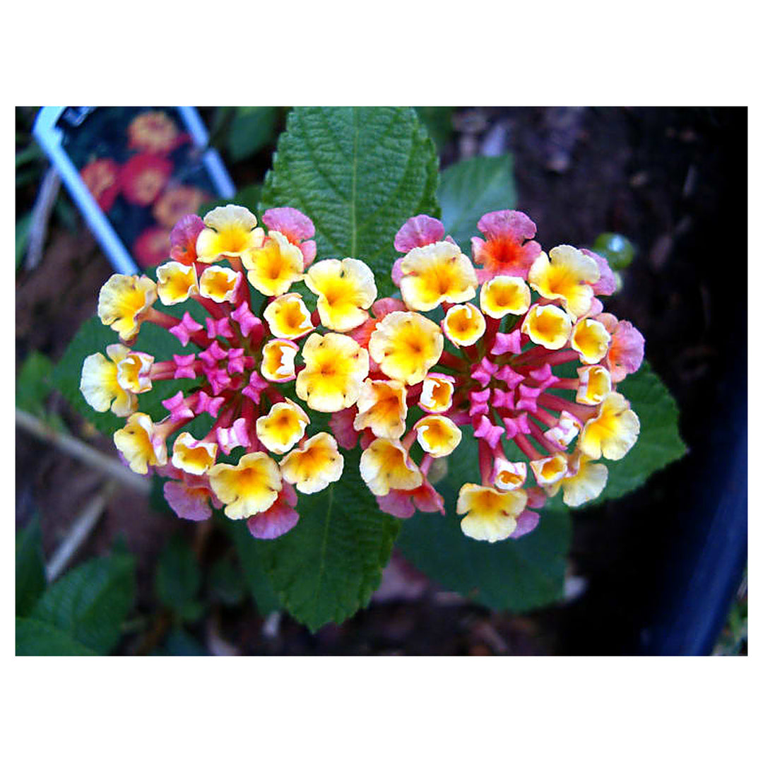 Heirloom Non-GMO Lantana Flower Seeds for Planting – Vibrant Butterfly-Friendly Garden Blooms | Neera Seeds product photo [neera-v4-ae5b0ffc3dac708416d9]