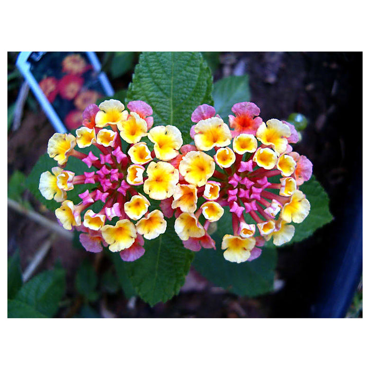 Heirloom Non-GMO Lantana Flower Seeds for Planting – Vibrant Butterfly-Friendly Garden Blooms | Neera Seeds product photo [neera-v4-ae5b0ffc3dac708416d9]