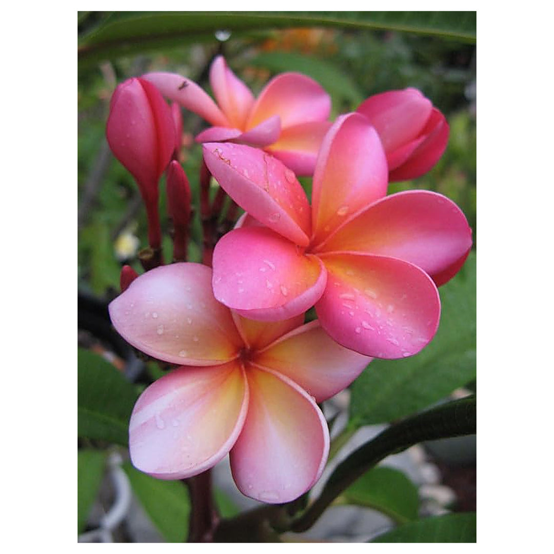 Pink Frangipani Flower Seeds for Planting | Heirloom Non-GMO High Germination Organic Garden Seeds | Neera Seeds product photo [neera-v4-ae5c87e3a78d2e3cd1b3]