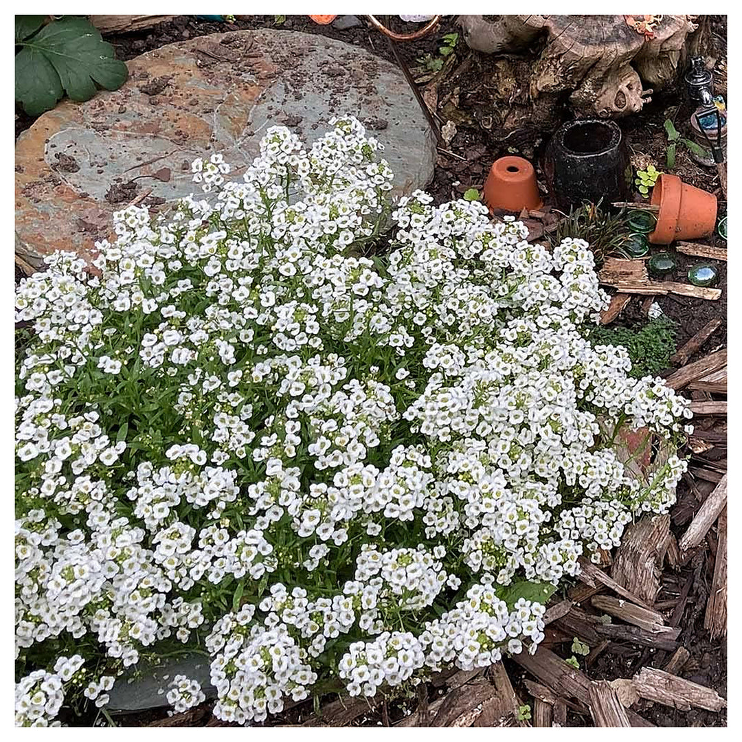 White Myosotis Flower Seeds for Planting | Heirloom Non-GMO High Germination Organic Garden Seeds | Neera Seeds product photo [neera-v4-ae5e5185a5fb59c64d50]