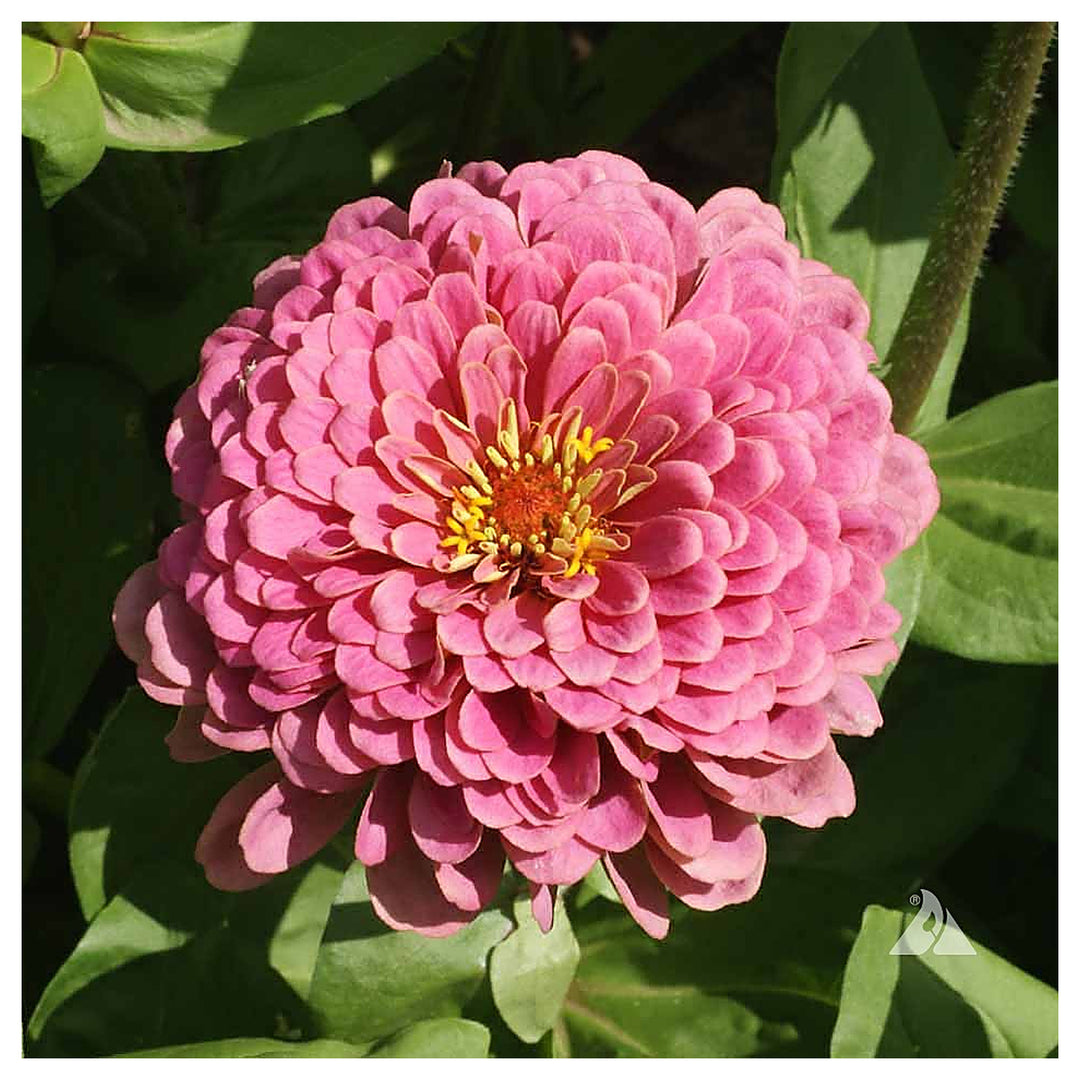 Zinnia Zinnia Elegans Luminosa Flower For Planting Bright Blooms For Garden Beds Pollinator | Neera Seeds product photo [neera-v4-ae705152ab52015f18f1]