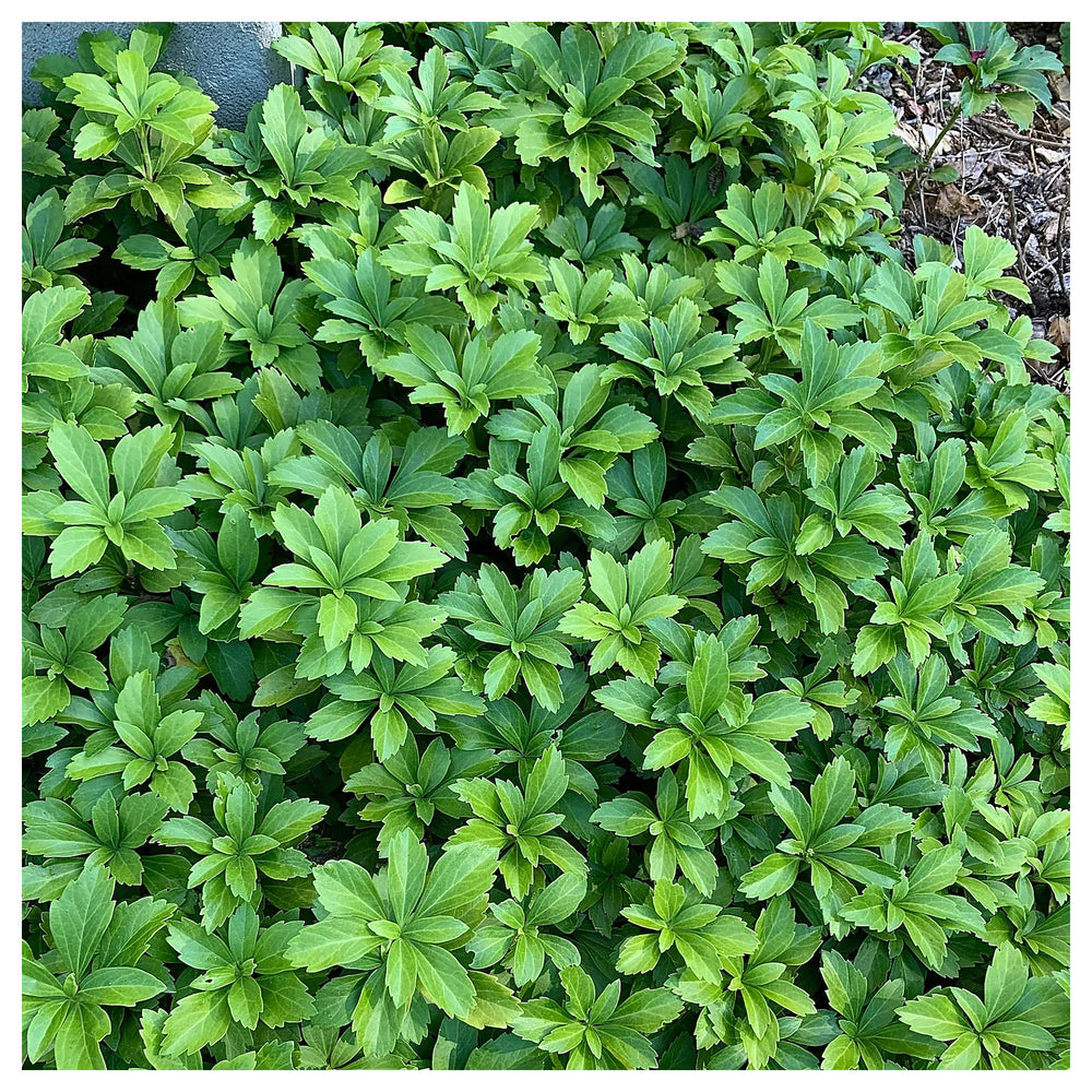 Pachysandra Flower Seeds for Planting – Non-GMO Heirloom | High Germination Organic Garden Seeds | Neera Seeds product photo [neera-v4-ae767cfd4f6b9907820a]