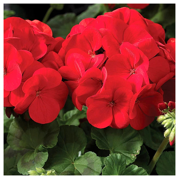 Heirloom Non-GMO Maverick Scarlet Flower Seeds for Planting – Bold Red Ornamental Garden Blooms | High Germination | Neera Seeds product photo [neera-v4-ae88cb6049ef9945e62c]