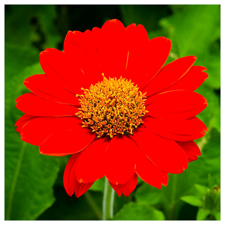 Heirloom Non-GMO Menzies Burnet Flower Seeds for Planting – Hardy Pollinator Blooms | Neera Seeds product photo [neera-v4-ae8feabddc6d5f1c339d]