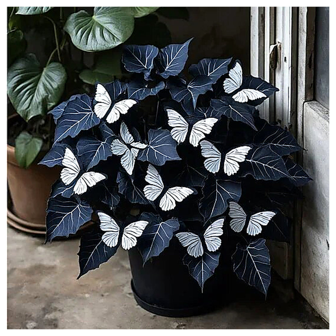 Moonlight Butterfly Begonia Flower Seeds – Heirloom Non-GMO High Germination Seeds | Neera Seeds product photo [neera-v4-ae97e80e1450993a4f7a]