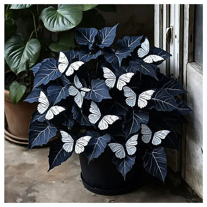 Moonlight Butterfly Begonia Flower Seeds – Heirloom Non-GMO High Germination Seeds | Neera Seeds product photo [neera-v4-ae97e80e1450993a4f7a]