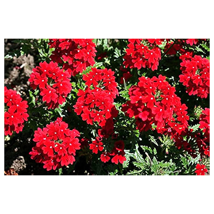 Fresh Red Verbena Heirloom Non-GMO Seeds for Planting – High Germination Organic Garden Seeds for Bright, Long-Last | Neera Seeds product photo [neera-v4-aea486c3881fb143bb85]