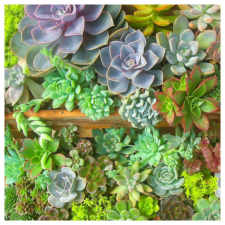 Mixed Schoenlandii Cereiformis Plant Seeds for Planting | Heirloom, Non-GMO, High Germination Organic Garden Seeds | Neera Seeds product photo [neera-v4-aeabb6aa8de04575856d]