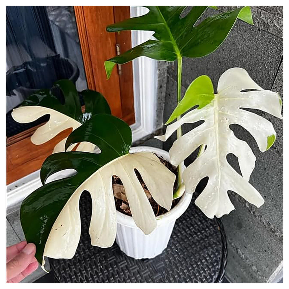 Monstera Albo Variegata – Rare Tropical Houseplant with Stunning White & Green Leaves | Neera Seeds product photo [neera-v4-aebaacbbfadedc4e0023]