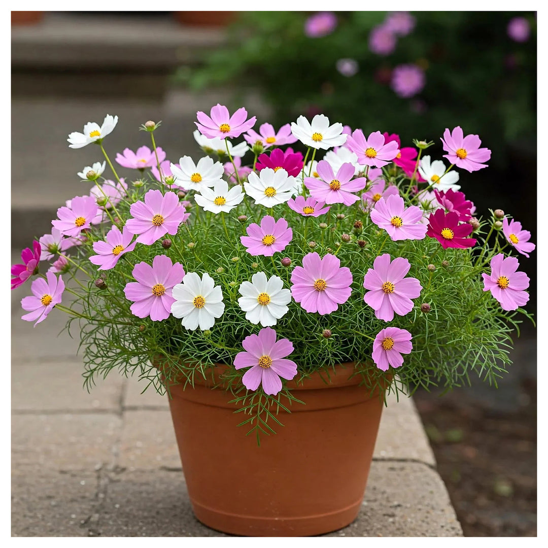 Cosmos Bipinnatus Five Colors Flower For Planting Colorful Blooms For Wildflower Gardens | Neera Seeds product photo [neera-v4-aec862281f00eac4de7e]