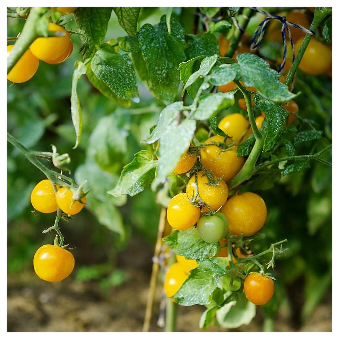 Yellow Tomato Seeds for Planting – Heirloom, Non-GMO, High Germination Organic Garden Seeds | Neera Seeds product photo [neera-v4-aecd0e21a03081406eea]