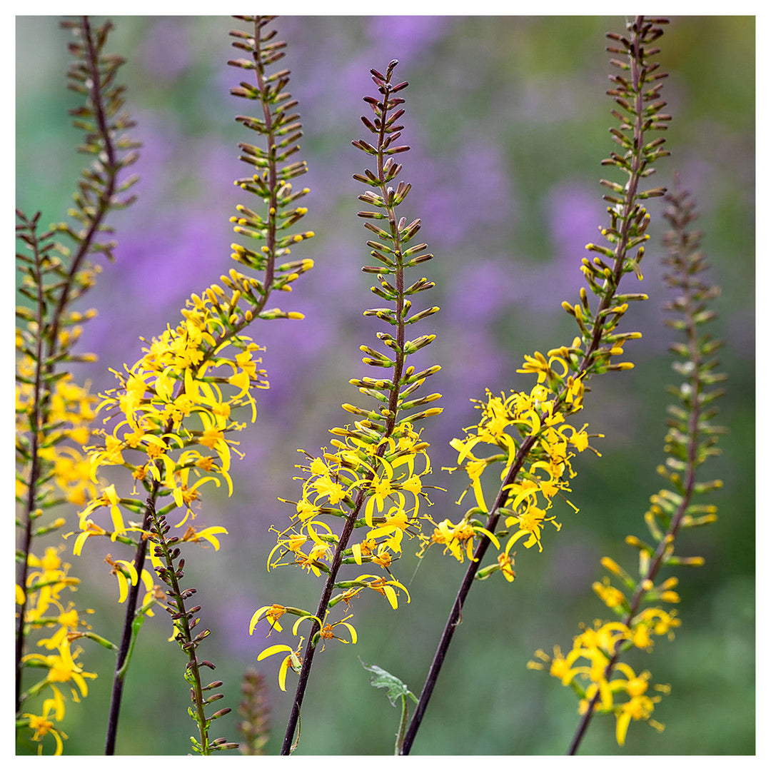 Heirloom Non-GMO Spartium junceum Flower Seeds – Spanish Broom Shrub Seeds for Drought-Tolerant Landscapes | Neera Seeds product photo [neera-v4-aed8e0f0ff0199e6f7ca]