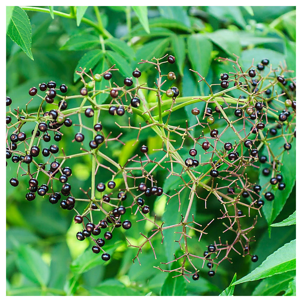 Brown Zanthoxylum Plant Seeds for Planting – Spicy Aromatic Tree Seeds | Neera Seeds product photo [neera-v4-aedc4617537615955614]