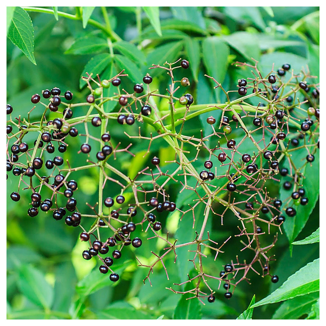 Brown Zanthoxylum Plant Seeds for Planting – Spicy Aromatic Tree Seeds | Neera Seeds product photo [neera-v4-aedc4617537615955614]