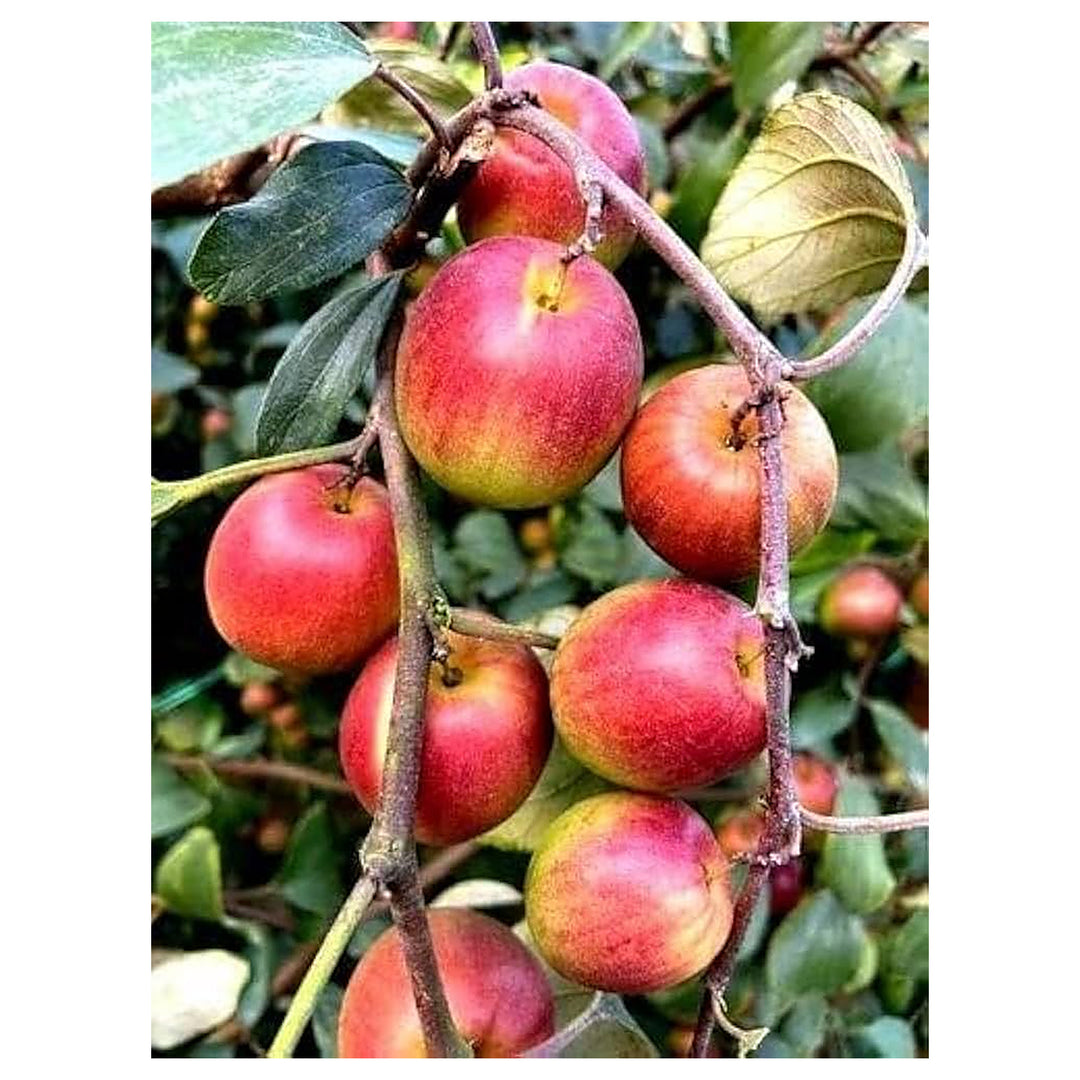 Red-Green Apple Fruit Seeds for Planting – Heirloom Non-GMO High Germination Organic Garden Seeds | Neera Seeds product photo [neera-v4-aeeb912777b846b04610]