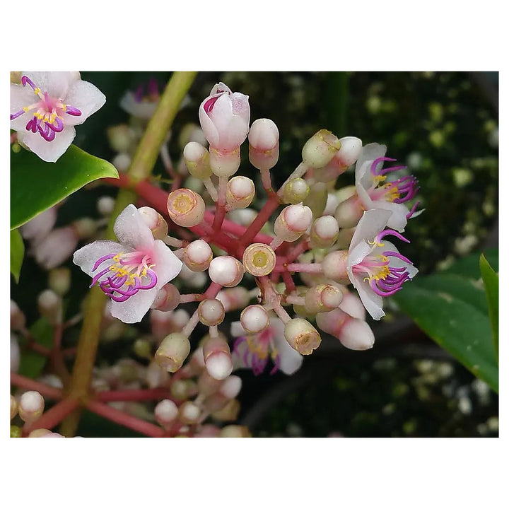 Heirloom Non-GMO Malaysian Orchid Flower Seeds for Planting – Exotic Tropical Blooms | Neera Seeds product photo [neera-v4-af1c8bd70cdeb6c902b6]
