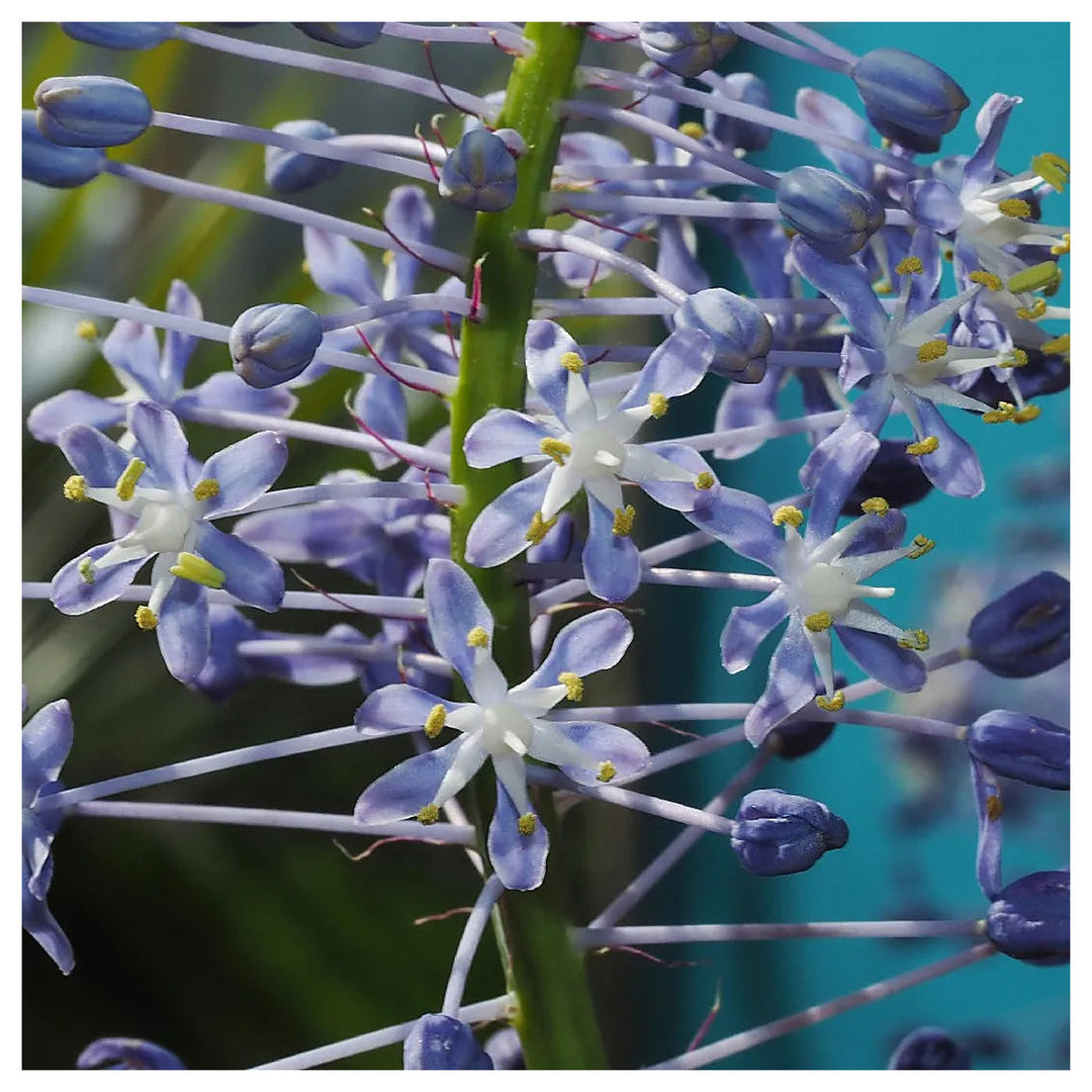 Merwilla Flower Seeds for Planting – Heirloom, Non-GMO Seeds, High Germination, Organic Garden Blooms | Neera Seeds product photo [neera-v4-af2ee49b2f53bc516a4e]