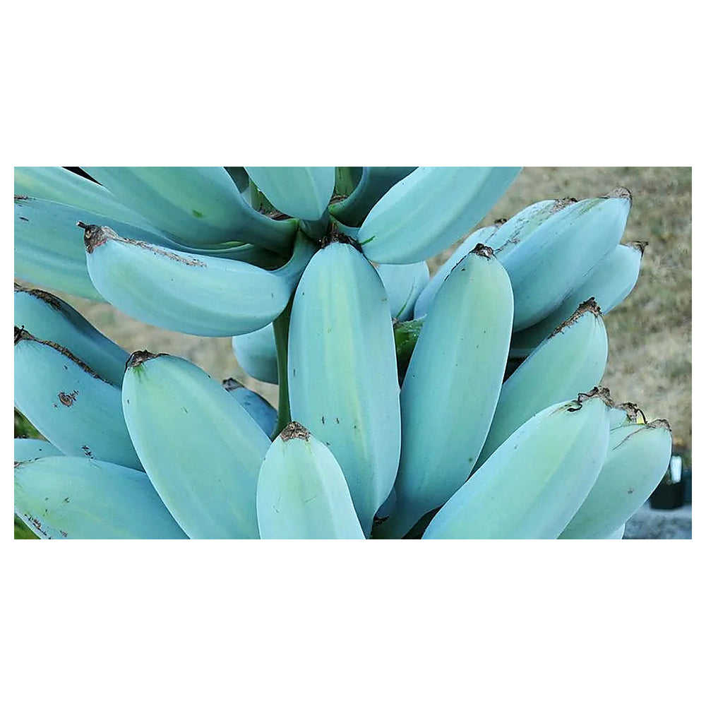 Sky Blue Banana Fruit Seeds – Rare Variety for Stunning Tropical Blooms in Your Garden | Neera Seeds product photo [neera-v4-af338ee2611d520a84b5]