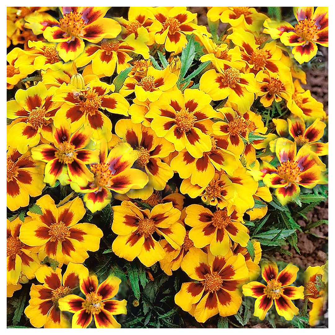 Heirloom Non-GMO Marigold Marietta Flower Seeds for Garden Planting – Bright Yellow-Red Blooms | Neera Seeds product photo [neera-v4-af368dd651822284b388]