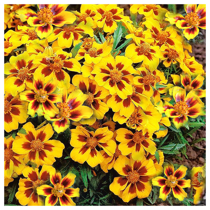 Heirloom Non-GMO Marigold Marietta Flower Seeds for Garden Planting – Bright Yellow-Red Blooms | Neera Seeds product photo [neera-v4-af368dd651822284b388]