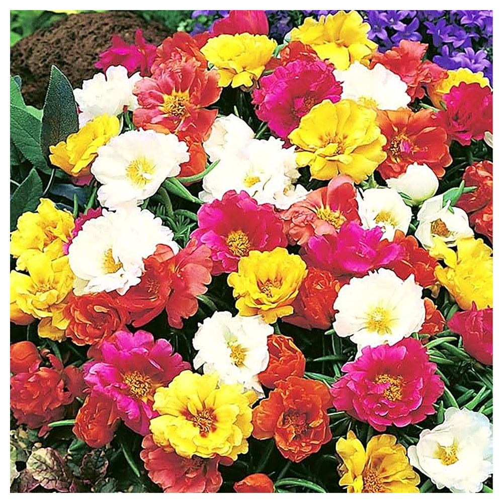 Mixed Mexican-Rose Heirloom Plant Seeds for Planting - Non-GMO High Germination Organic Garden Seeds | Neera Seeds product photo [neera-v4-af37583dd0357c66b4f2]