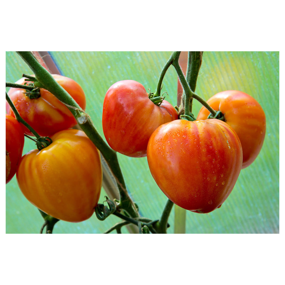 Heirloom Orange Russian Oxheart Tomato Seeds for Planting – Non-GMO, High Germination Organic Garden Seeds | Neera Seeds product photo [neera-v4-af3e126daa941120a58c]