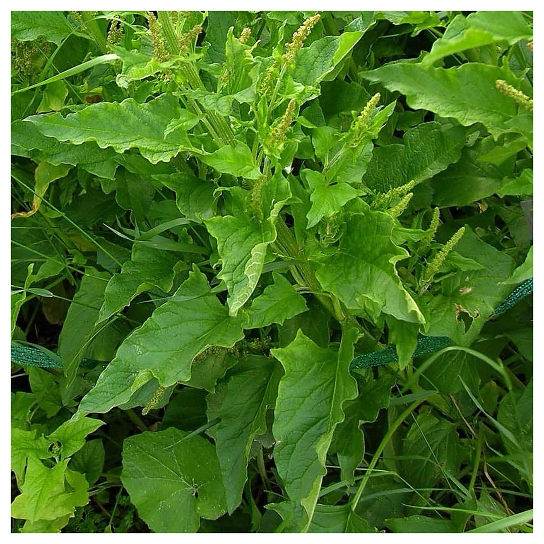 King Henry Plant Seeds – Premium, High Germination Greens | Neera Seeds product photo [neera-v4-af48aea2b6110cdec311]