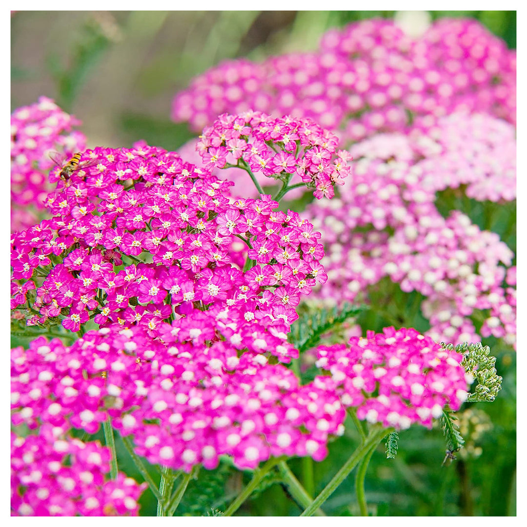 Yarrow Achillea Growing Stunning Yarrow Flowers In Your Garden Flower Seeds Home Garden | Neera Seeds product photo [neera-v4-af67b21805669eeab90a]