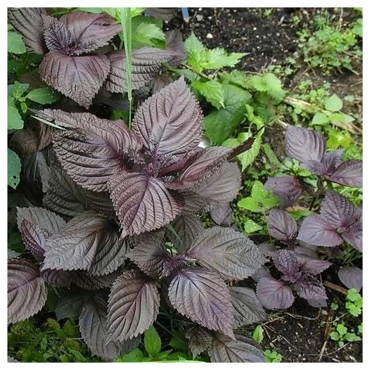 Wild Basil Beefsteak (Perilla) Seeds for Planting – Heirloom, Non-GMO, High Germination Organic Garden Seeds | Neera Seeds product photo [neera-v4-af6c2e0bece0e3f001e2]