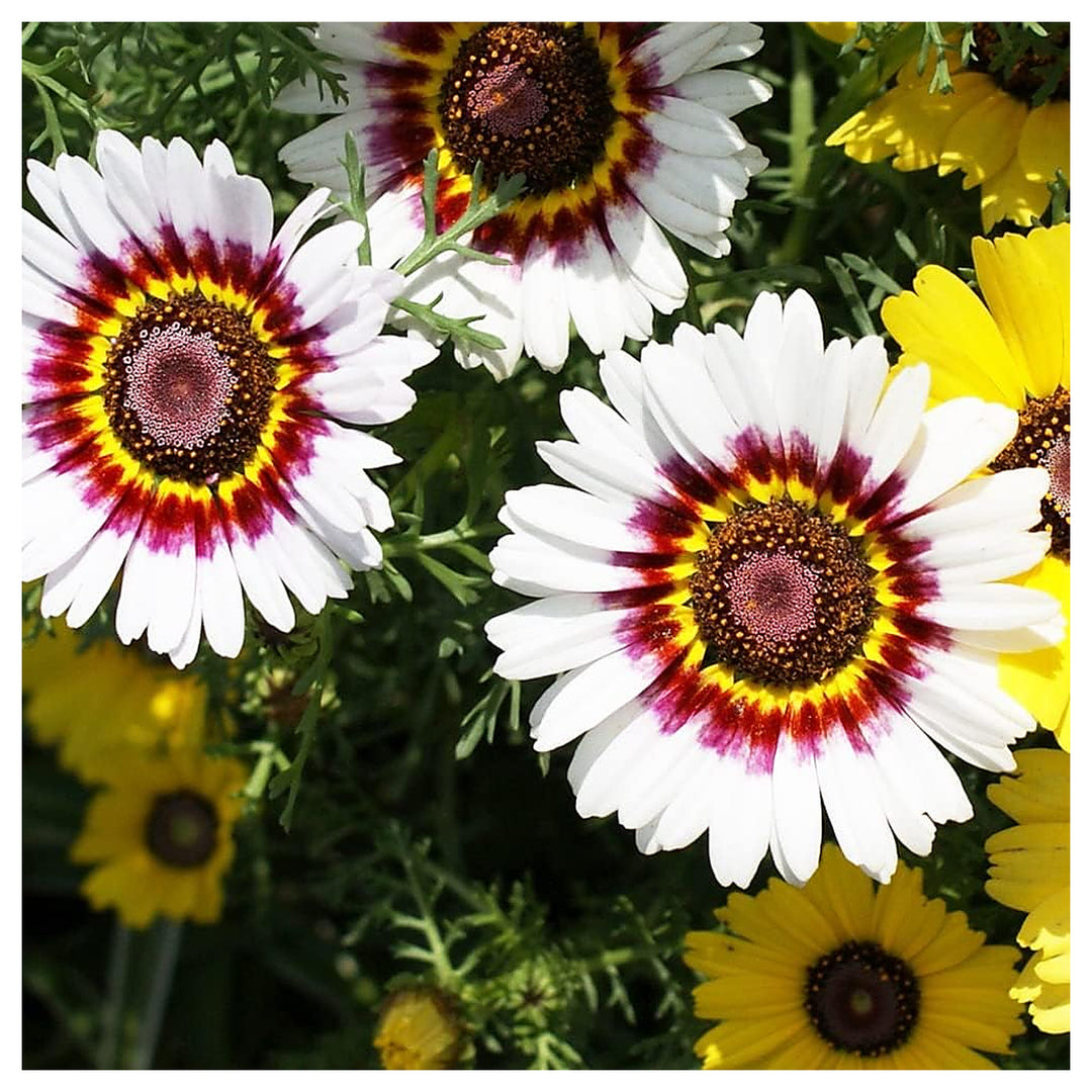 White Chrysanthemum Carinatum Flower Seeds for Planting - NON GMO Seeds | Neera Seeds product photo [neera-v4-af6c42798ca6dba207a9]