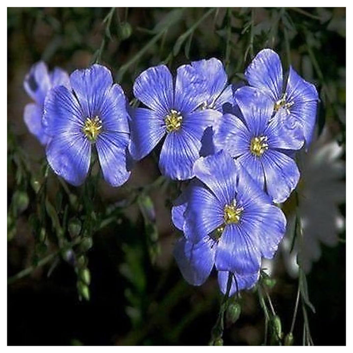 Blue Flax Flower Planting Flower Seeds Home Garden Planting, Ornamental Organic Blooming | Neera Seeds product photo [neera-v4-af70679104b2b8e36c1e]