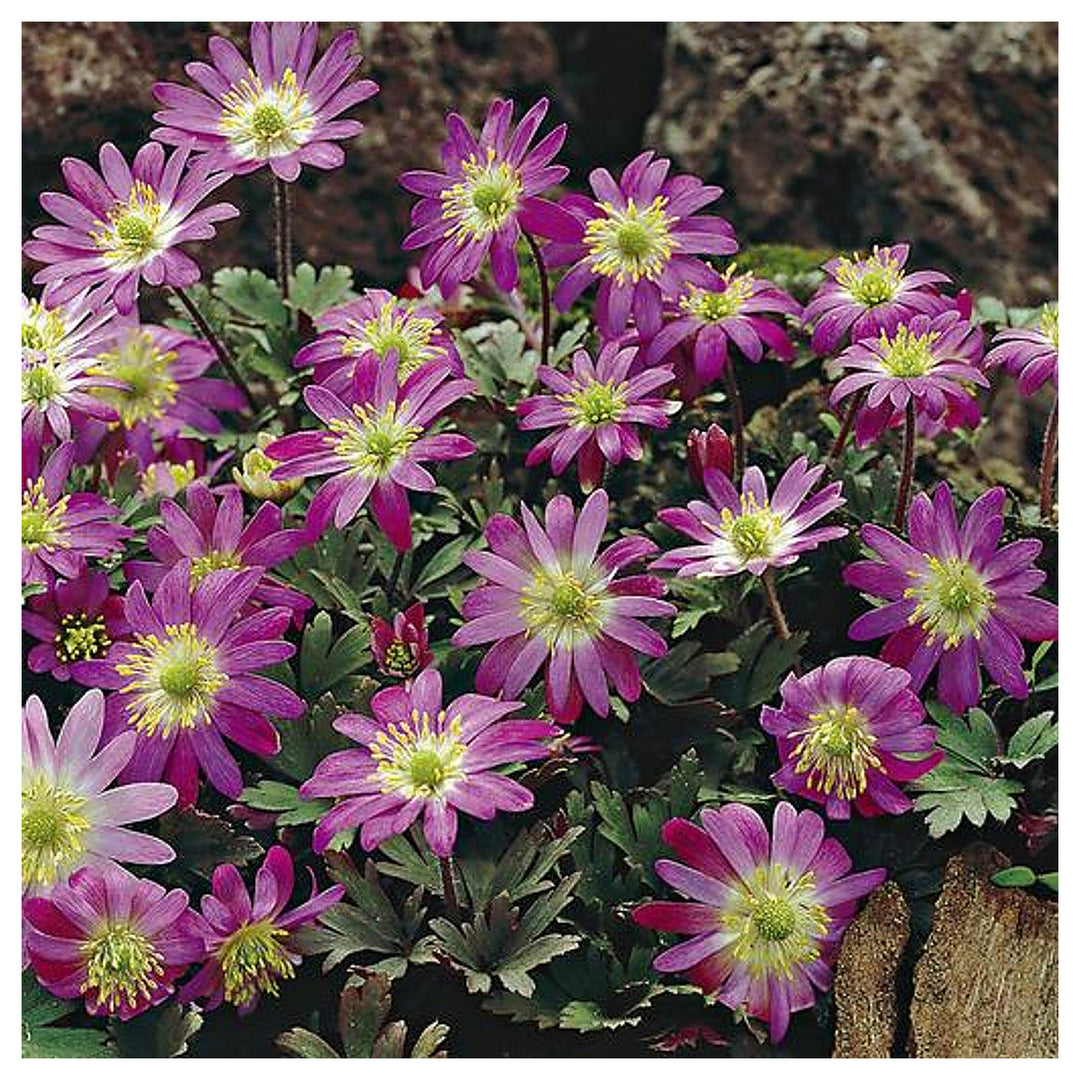 Heirloom Non-GMO Pink Blanda Star Flower Seeds for Garden Planting – Delicate Daisy-Like Bloom | Neera Seeds product photo [neera-v4-af7d552865c7a9eb97b7]