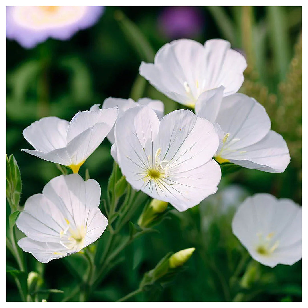 Organic White Oenothera Flower Seeds for Planting – Heirloom, Non-GMO | Neera Seeds product photo [neera-v4-af83f29a62e8aa3300a4]