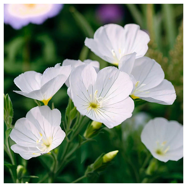 Organic White Oenothera Flower Seeds for Planting – Heirloom, Non-GMO | Neera Seeds product photo [neera-v4-af83f29a62e8aa3300a4]