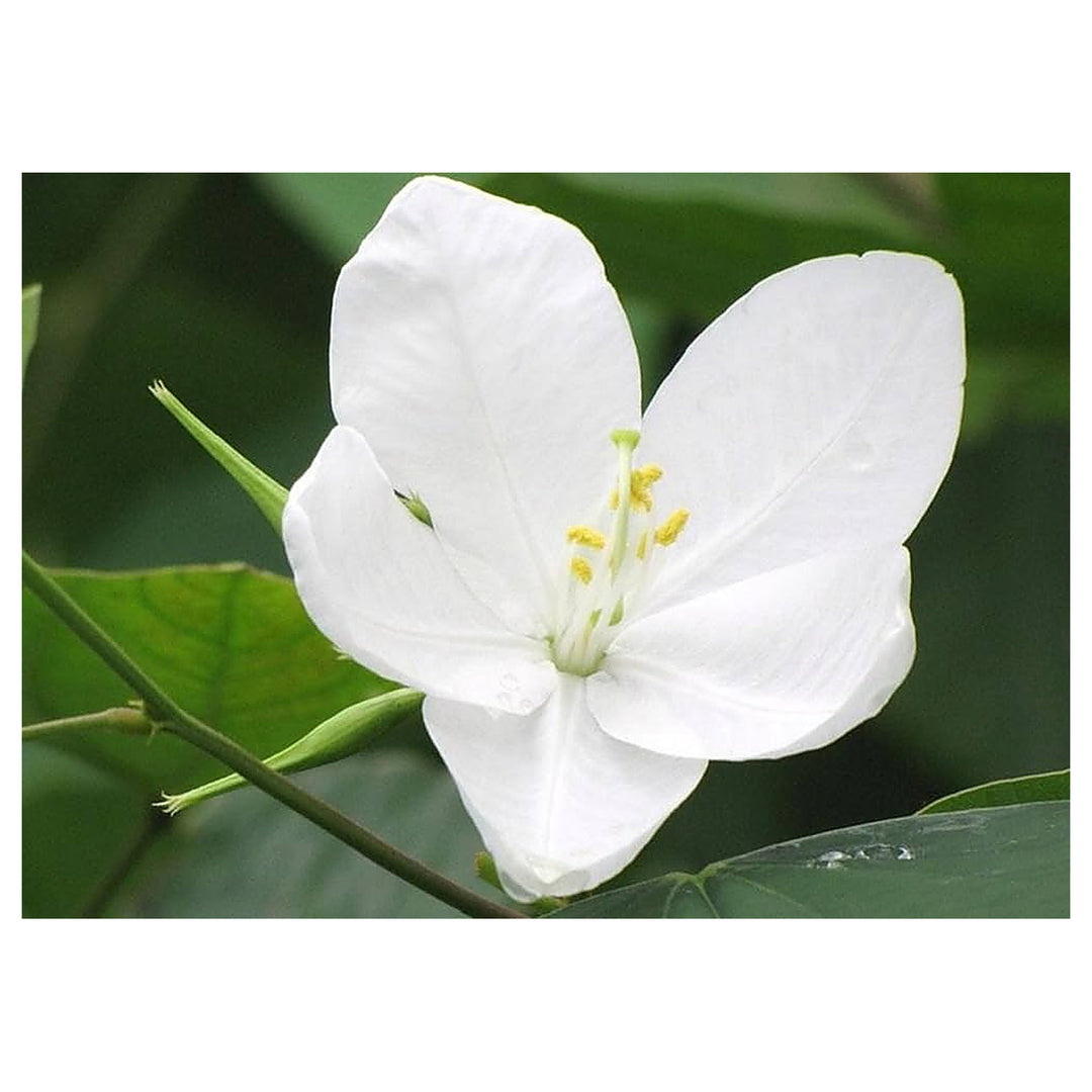 White Racemosa Flower Seeds for Planting – Heirloom, Non-GMO, High Germination Organic Garden Seeds | Neera Seeds product photo [neera-v4-af97019c889221a87072]