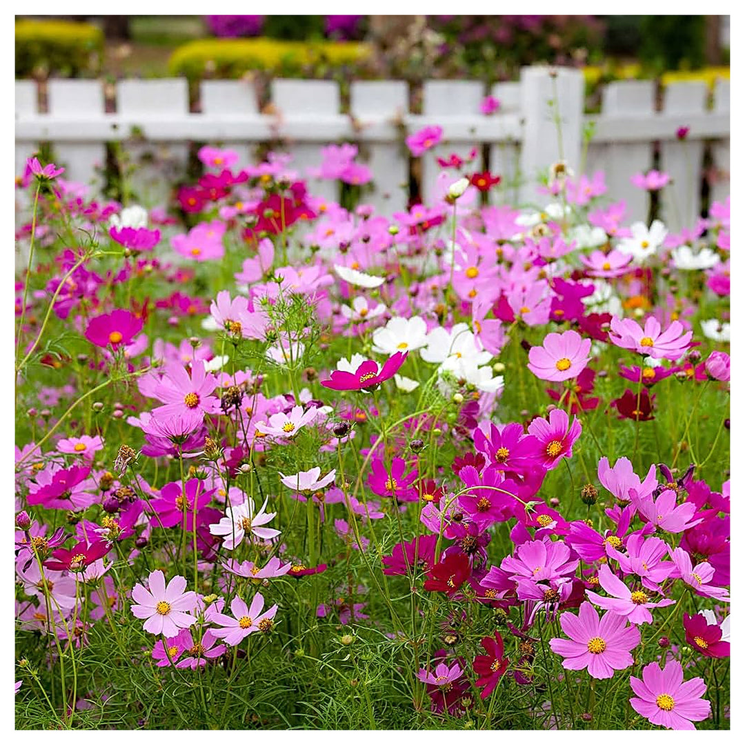 Cosmos Cosmos Bipinnatus For Planting Flower Seeds for Home Garden Planting, Colorful Organic | Neera Seeds product photo [neera-v4-af995318481524f68218]