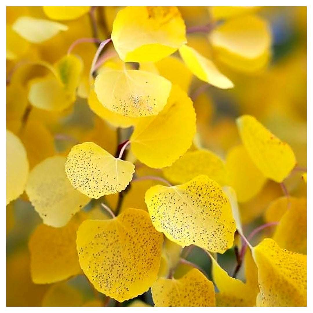 Populus tremuloides (Quaking Aspen) Seeds for Planting – Heirloom, Non-GMO, High Germination Tree Seeds | Neera Seeds product photo [neera-v4-afa26ffba9e4b05c0f50]