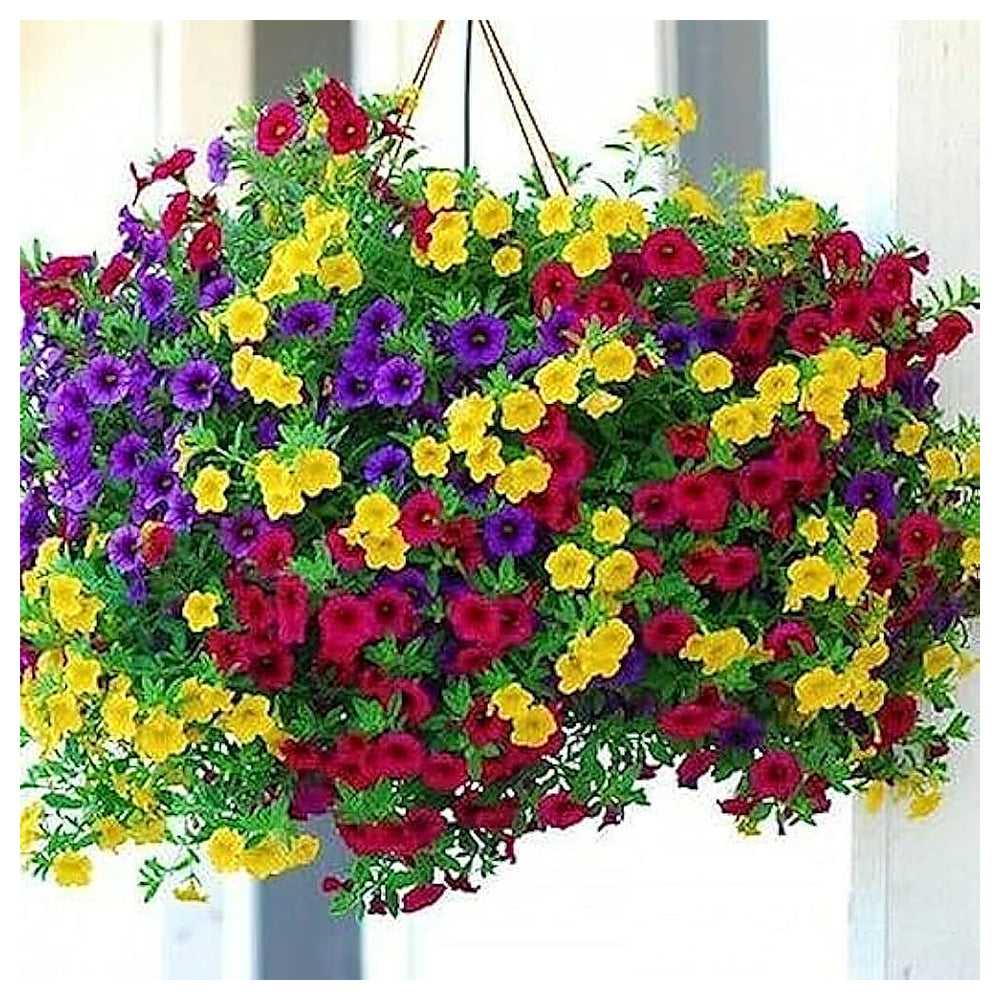 Multi-Colour Hanging Petunia Flower Seeds – Heirloom Non-GMO High Germination Seeds for Planting | Neera Seeds product photo [neera-v4-afae548811d25192ae54]