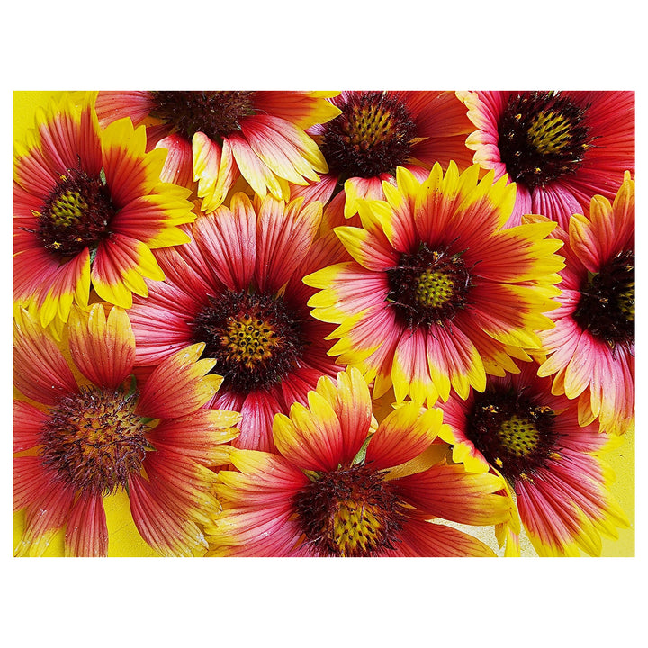 Heirloom Non-GMO Gaillardia Flower Seeds for Planting – Bright Drought-Tolerant Blooms | High Germination | Neera Seeds product photo [neera-v4-afbac4f1eb87e79394fd]
